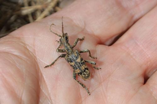 Rhagium sycophanta